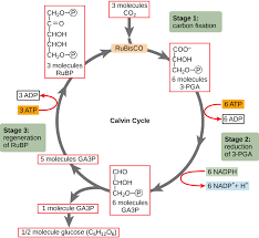 Crassulacean acid metabolism (cam), tanaman ini mengambil co2 pada malam hari, dan mengunakannya untuk fotosistensis pada siang harinya. Fotosintesis Tumbuhan C3 C4 Dan Cam Info Pendidikan Dan Biologi