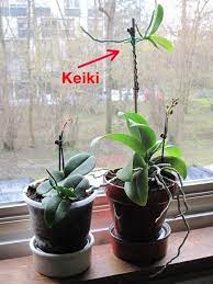 Tag Archive Orchids Orchid Plant Care Growing Orchids Orchid Plants