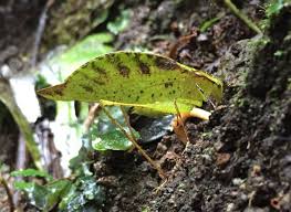 Image result for Ophrestia unicostata