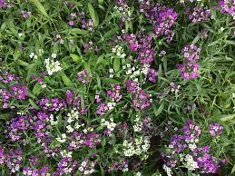 We did not find results for: Gardening There S Power In These Purple And White Plants Orange County Register