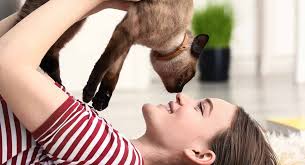 The singapura are extremely small cats with big eyes and ears. What Breed Is My Cat A Guide To Identifying Your Cat S Breed