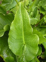 Image result for Zantedeschia aethiopica