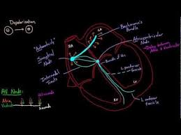 Pacemakers and cardiac devices pacemaker & crt: Pin On Ems Education
