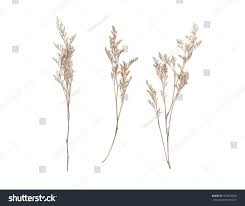 Dried Caspia Flowers On White Background White Background Images White Background Background