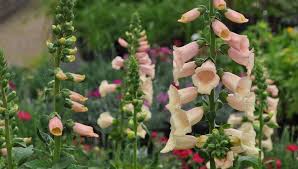Sun & shade border perennials, hydrangea, lavender, roses & much more. 10 Great Plants For Shade Gardening Gardener S Supply