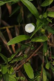 Image result for Aniseia martinicensis