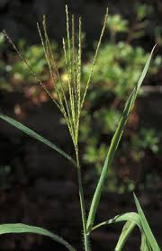 Image result for Digitaria diagonalis