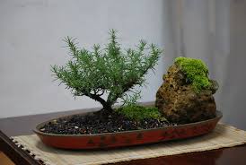 Image result for rosemary bonsai