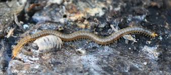 Le Geophile Communement Appele Mille Pattes Le Jardinoscope Toute La Vie Animale De Nos Parcs Et Jardins