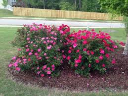 We did not find results for: Knockout Roses Pink Red Knockout Rose Turning Pink Rose Bushes Landscape Knockout Roses Knock Out Rose