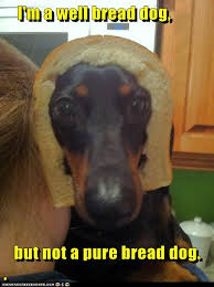 Does The Bread Of A Goggie Really Matter I Has A Hotdog Dog Pictures Funny Pictures Of Dogs Dog Memes Puppy Pictures Doge