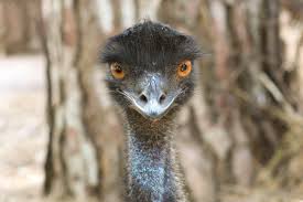 Emu oil comes from the fat of the emu, a large, flightless, australian bird. Emu Perth Zoo