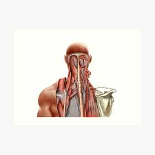 ﻿ ﻿ learn these four gentle neck stretching exercises that your physical therapist may prescribe to decrease muscle tightness. Human Anatomy Showing Deep Muscles In The Neck And Upper Back Art Print By Stocktrekimages Redbubble