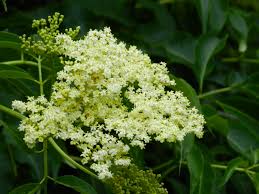 Maybe you would like to learn more about one of these? Harvesting Elderflowers Fragrant Tea And A Remedy Kains On The Creek