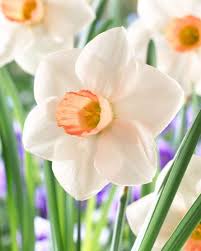 Narcissus Fragrant Rose Fragrant Roses Daffodils Narcissus