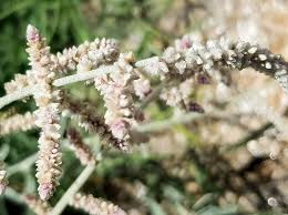 Image result for Aerva javanica