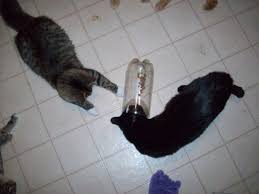 2019 ann m del tredici a very small female feral cat gave birth to kittens in april. How To Make Your Own Homemade Cat Toys From Household Items Pethelpful