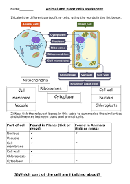 Identify differences between plant and animal cells. What Is The Difference Between Prokaryotic And Eukaryotic Cells Bbc Bitesize