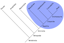 Kladogram / pohon filogenik yang menjelaskan hubungan antara berbagai jenis mahkluk hidup yang dikelompokkan. Klad Wikipedia Bahasa Indonesia Ensiklopedia Bebas