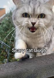 images?q=tbn:ANd9GcT3oMPNgh6YE6esSXyTD0y