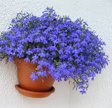 Blue Edging Lobelia Emperor William Lobelia Erinus 500 Seeds Lobelia Flowers Rare Seeds Flower Seeds