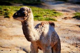 Nomi di animali in italiano. Baby Camel Born At Richmond Zoo The Washington Post