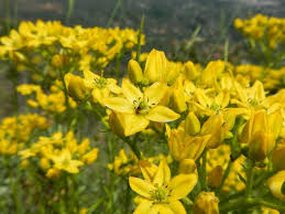 Image result for Vepris sansibarensis