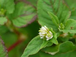 Image result for Persicaria nepalensis