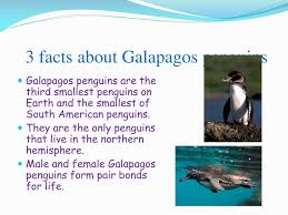 They'll also attack old, weak. Ppt Galapagos Penguin Powerpoint Presentation Free Download Id 2609515