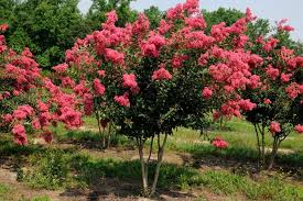 Tuskegee 25 Watermelon Red Crape Myrtle Botanical Gardens Near Me Myrtle Tree