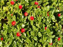 Image result for Carpobrotus
