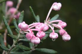 Always wear long sleeves and gloves when working. Six Pink Blooming Shrub Varieties That Will Bathe Your Garden In Soft Colors