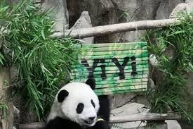 Kebun binatang ini memiliki fasilitas yang lengkap dan menarik. Anak Panda Di Kebun Binatang Negara Dinamakan Yi Yi Antara News