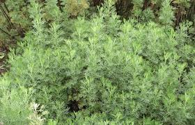 Maybe you would like to learn more about one of these? Artemisia Abrotanum Eberraute Pflanzenreich