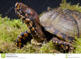 North American Turtles Identification The Box Turtle Is A
