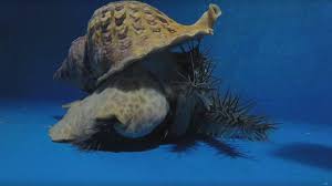 Snail eating is part of nhậu culture: Sea Snails Could Save Great Barrier Reef From Starfish Bbc News