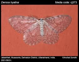 Image result for Wolffiella hyalina
