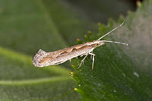 Cabbage loopers are insect pests specializing in decimating cole crops (aka: Diamondback Moth Wikipedia