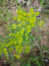 Image result for Euphorbia eranthes