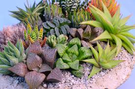 Some have windowed leaves, while haworthiopsis varieties have sturdier leaves resembling aloes. Haworthia Care Guide Surreal Succulents