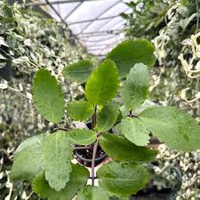 Image result for Kalanchoe pinnata