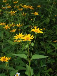 Image result for Dewildemania filifolia