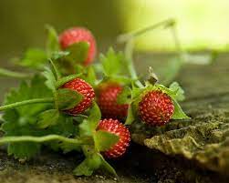 A google ingyenes szolgáltatása azonnal lefordítja a szavakat, kifejezéseket és weboldalakat a magyar és több mint 100 további nyelv kombinációjában. 900 Plant Fruit Mediterranean Ideas Fruit Fruit Photography Berries