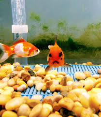 Angry Goldfish Imgur Goldfish Goldfish Tank Fish Pet