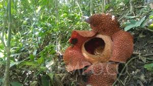 20.11.2020 · bunga raflesia ini ialah parasit tak berakar, tak berdaun, dan juga tidak bertangkai. 5 Bunga Rafflesia Arnoldii Mekar Di Hutan Bengkulu Travel Tempo Co