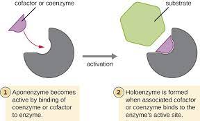 Coenzyme a helps with energy production within the body. Difference Between Coenzyme And Cofactor Compare The Difference Between Similar Terms