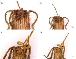 Image result for Phragmanthera