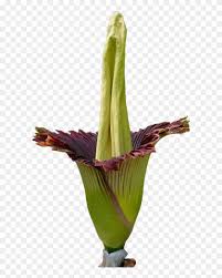 An action the corpse flower has an action called harvest the dead. Corpse Flower Png Clipart 5587315 Pikpng