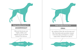 Obesity In Dogs Overweight In Dogs Weight Loss For Obese