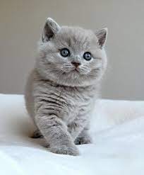 Find british shorthairs for sale in seattle on oodle classifieds. British Shorthair Cat Cats Cat Breeds Cute Cats